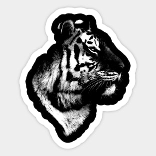 tiger, tiger t-shirt Sticker